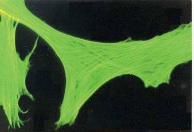 Immunocytochemistry/ Immunofluorescence: beta-Actin Antibody (AC-15) [NB600-501]