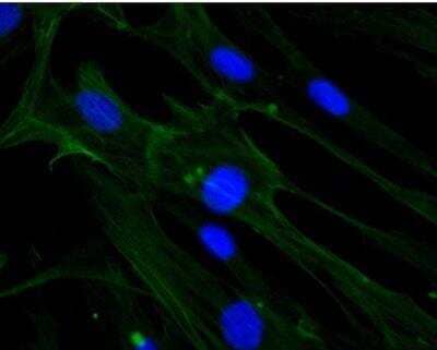 Immunocytochemistry/ Immunofluorescence: beta-Actin Antibody (AC-15) [NB600-501]