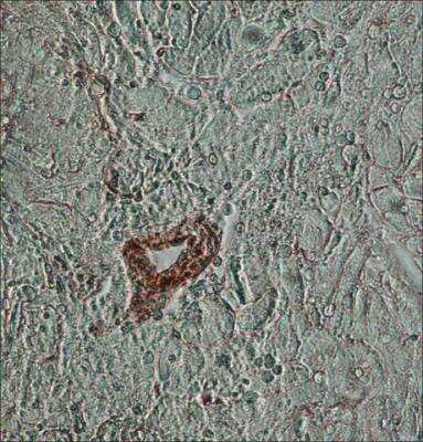Immunohistochemistry: beta-Actin Antibody (AC-15) [NB600-501]