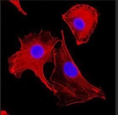 Immunocytochemistry/ Immunofluorescence: beta-Actin Antibody (AC-15) - BSA Free [NB110-67828]
