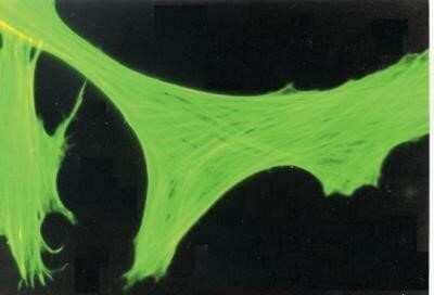 Immunocytochemistry/ Immunofluorescence: beta-Actin Antibody (AC-15) - BSA Free [NB110-67828]