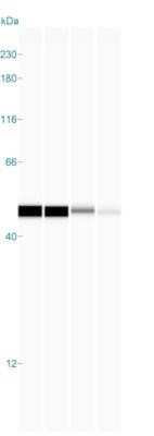 Simple Western: beta-Actin Antibody (AC-15)BSA Free [NB110-67828]
