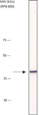 Western Blot: beta-Actin Antibody (AC-15)BSA Free [NB110-67828]