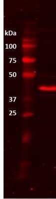 Western Blot: beta-Actin Antibody (AC-15)BSA Free [NB110-67828]
