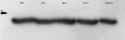 Western Blot: beta-Actin Antibody (AC-15)BSA Free [NB110-67828]