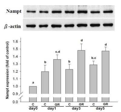 Western Blot: beta-Actin Antibody (AC-15)BSA Free [NB110-67828]
