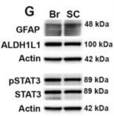 Western Blot: beta-Actin Antibody (AC-15)BSA Free [NB110-67828]