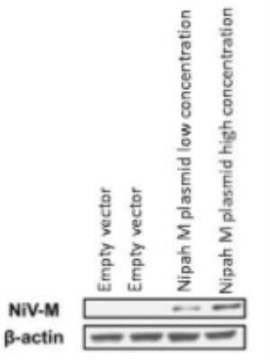 Western Blot: beta-Actin Antibody (AC-15)BSA Free [NB110-67828]