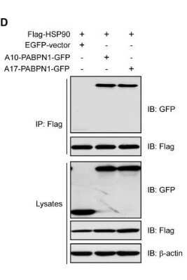 Western Blot: beta-Actin Antibody (AC-15)BSA Free [NB110-67828]