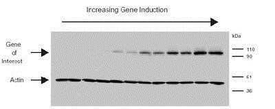 Western Blot: beta-Actin Antibody (AC-15)BSA Free [NB110-67828]