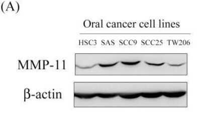 Western Blot: beta-Actin Antibody (AC-15)BSA Free [NB110-67828]