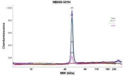 Simple Western: beta-Actin Antibody (AC-15) [NB600-501]