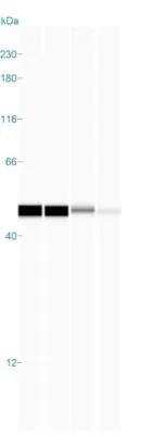 Simple Western: beta-Actin Antibody (AC-15) [NB600-501]