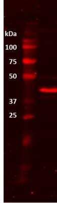 Western Blot: beta-Actin Antibody (AC-15) [NB600-501]