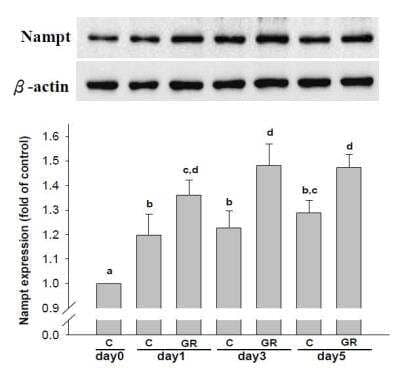 Western Blot: beta-Actin Antibody (AC-15) [NB600-501]