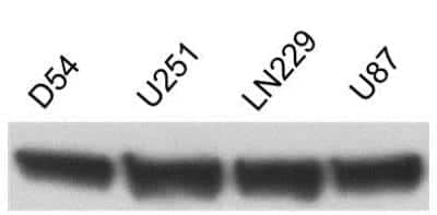 Western Blot: beta-Actin Antibody (AC-15) [NB600-501]