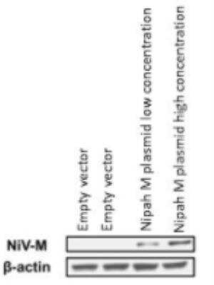 Western Blot: beta-Actin Antibody (AC-15) [NB600-501]