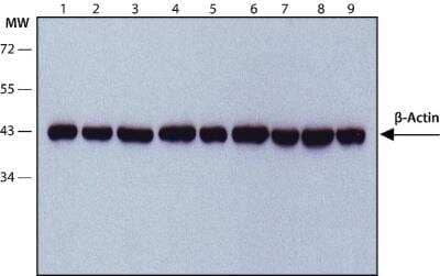 Western Blot: beta-Actin Antibody (AC-15) [NB600-501]