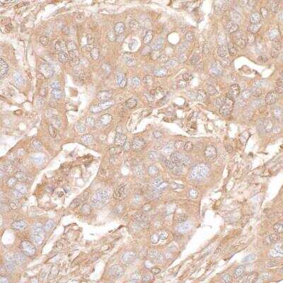 Immunohistochemistry-Paraffin: beta-Actin Antibody (BLR057F) [NBP2-76367]