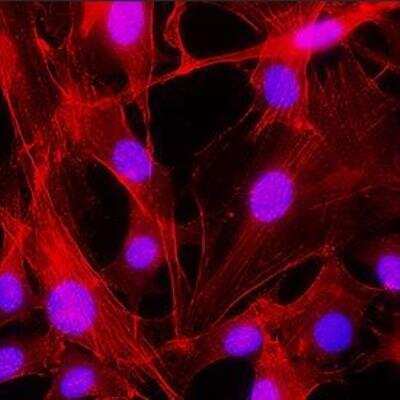 Immunocytochemistry/ Immunofluorescence: beta-Actin Antibody [NB100-56874]