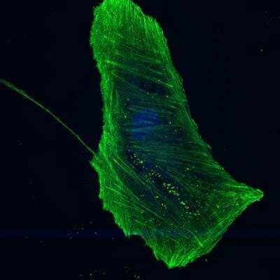 Immunocytochemistry/ Immunofluorescence: beta-Actin Antibody [NB600-503]