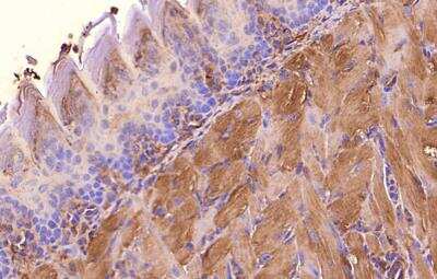 Immunohistochemistry-Paraffin: beta-Actin Antibody [NB600-503]
