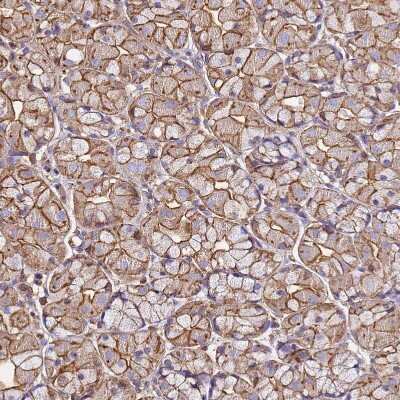 Immunohistochemistry-Paraffin: beta-Actin Antibody [NBP2-54690]