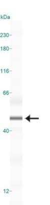 Simple Western: beta-Actin Antibody [NB100-56874]