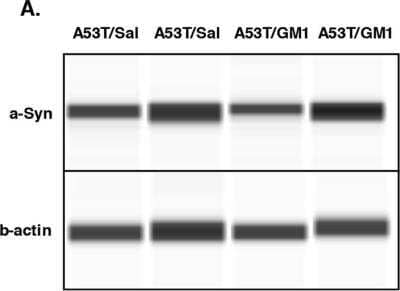 Simple Western: beta-Actin Antibody [NB600-503]