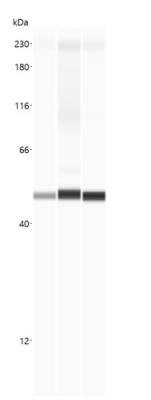 Simple Western: beta-Actin Antibody [NB600-532]