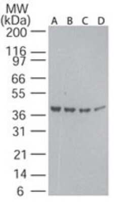 Western Blot: beta-Actin Antibody [NB100-56874]