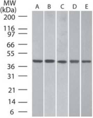 Western Blot: beta-Actin Antibody [NB100-56874]