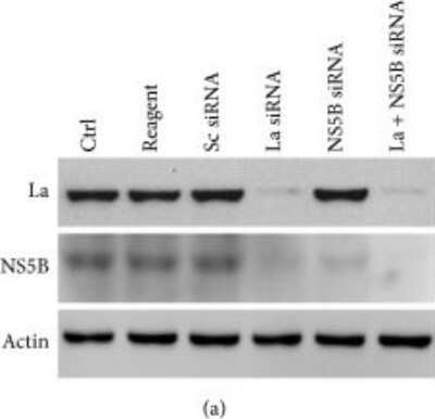 Western Blot: beta-Actin Antibody [NB100-56874]