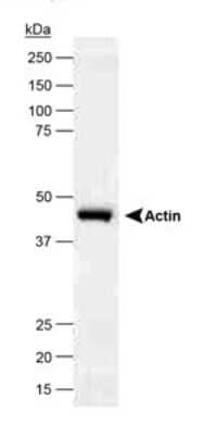 Western Blot: beta-Actin Antibody [NB600-503]