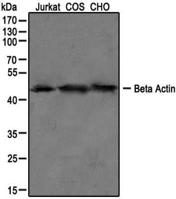 Western Blot: beta-Actin Antibody [NB600-503]