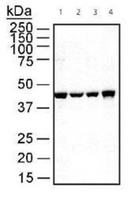 Western Blot: beta-Actin Antibody [NB600-505]