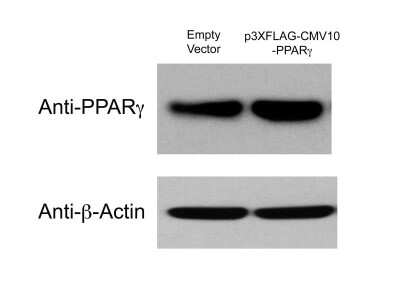 Western Blot: beta-Actin Antibody [NB600-505]