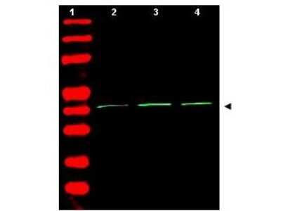 Western Blot: beta-Actin Antibody [NB600-505]