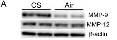 Western Blot: beta-Actin Antibody [NB600-505]