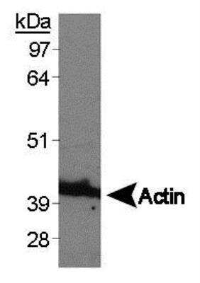 Western Blot: beta-Actin Antibody [NB600-532]