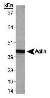 Western Blot: beta-Actin Antibody [NB600-532]