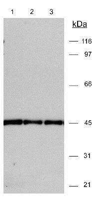 Western Blot: beta-Actin Antibody [NB600-532]