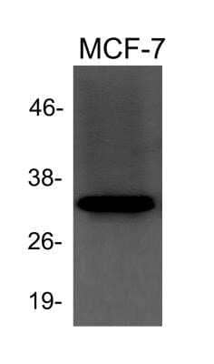 Western Blot: beta-Actin Antibody [NB600-532]