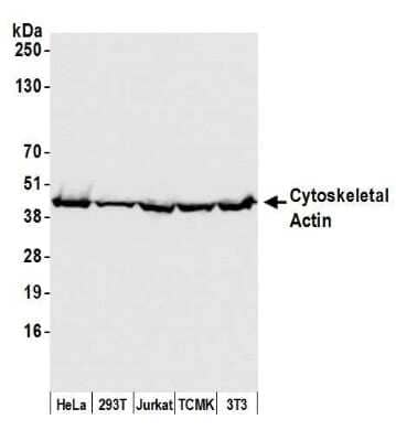Western Blot: beta-Actin Antibody [NB600-532]