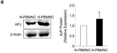 Western Blot: beta-Actin Antibody [NB600-532]