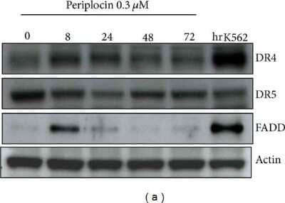 Western Blot: beta-Actin Antibody [NB600-532]