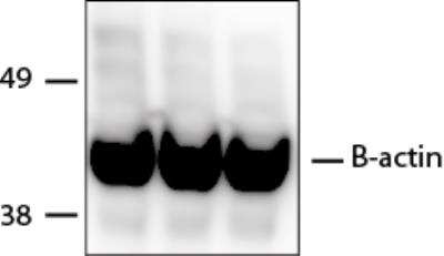 Western Blot: beta-Actin Antibody [NB600-532]