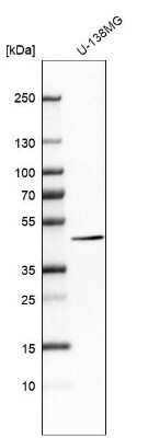 Western Blot: beta-Actin Antibody [NBP2-54690]