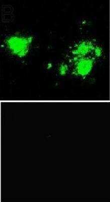 Immunocytochemistry/ Immunofluorescence: beta Amyloid [Pyro Glu3] Antibody [NBP1-44048]