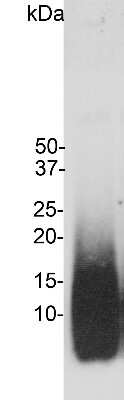 Western Blot: beta Amyloid Antibody (AB9) [NBP2-50055]